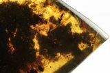 Polished Chiapas Amber ( g) - Mexico #193290-1